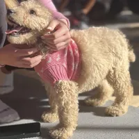 Maggie , a female Goldendoodle for sale in Gretna, VA – Photo 1 of 8