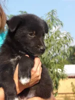 Emmet, a male Border Collie and German Shepherd Dog for sale in Gretna, VA – 2 of 2