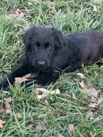 Lexi, a female German Shepherd Dog and Goldendoodle for sale in Gretna, VA – Photo 7 of 8