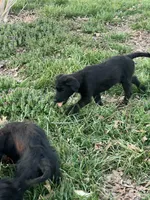Lexi, a female German Shepherd Dog and Goldendoodle for sale in Gretna, VA – Photo 2 of 8