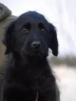 Alex and Lexi, a female German Shepherd Dog and Goldendoodle for sale in Gretna, VA – Photo 3 of 5