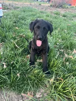 Lexi, a female German Shepherd Dog and Goldendoodle for sale in Gretna, VA – Photo 1 of 8