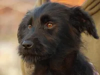 Alex and Lexi, a female German Shepherd Dog and Goldendoodle for sale in Gretna, VA – Photo 5 of 5