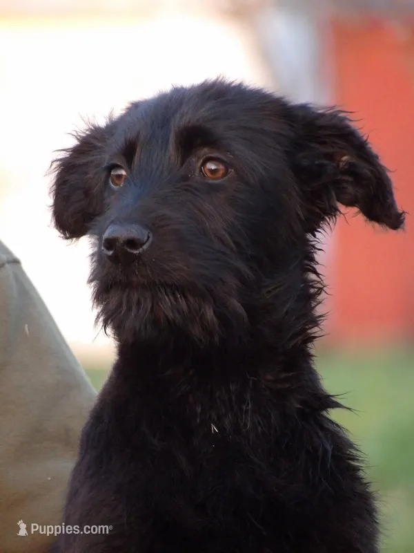 Alex and Lexi – German Shepherd Dog, Goldendoodle puppy for sale in Gretna, VA