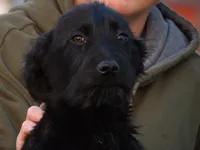 Alex and Lexi, a female German Shepherd Dog and Goldendoodle for sale in Gretna, VA – Photo 2 of 5