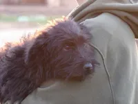 Alex and Lexi, a female German Shepherd Dog and Goldendoodle for sale in Gretna, VA – Photo 4 of 5