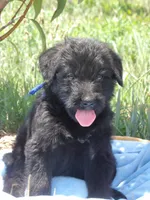 Maxwell, a male Goldendoodle and Poodle - Standard  for sale in Gretna, VA – 1 of 3