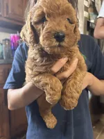 Pumkin, a female Miniature Goldendoodle for sale in Gretna, VA – 5 of 5