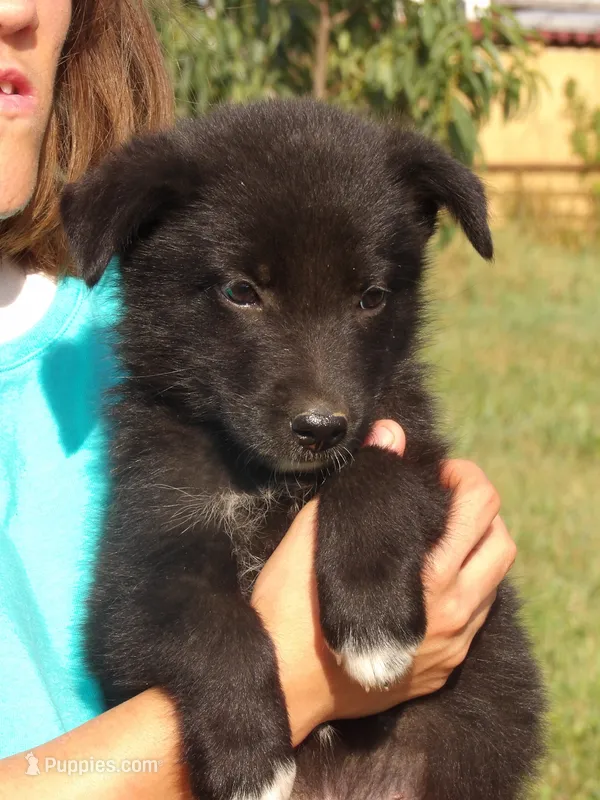 Emmet – Border Collie, German Shepherd Dog puppy for sale in Gretna, VA