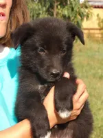 Emmet, a male Border Collie and German Shepherd Dog for sale in Gretna, VA – 1 of 2