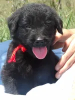 Maxwell, a male Goldendoodle and Poodle - Standard  for sale in Gretna, VA – 3 of 3