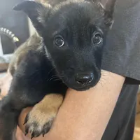 Sadie  Belgium Melinois, a female Australian Shepherd and Belgian Malinois for sale in Gretna, VA – Photo 8 of 10