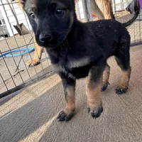 Sadie  Belgium Melinois, a female Australian Shepherd and Belgian Malinois for sale in Gretna, VA – Photo 10 of 10