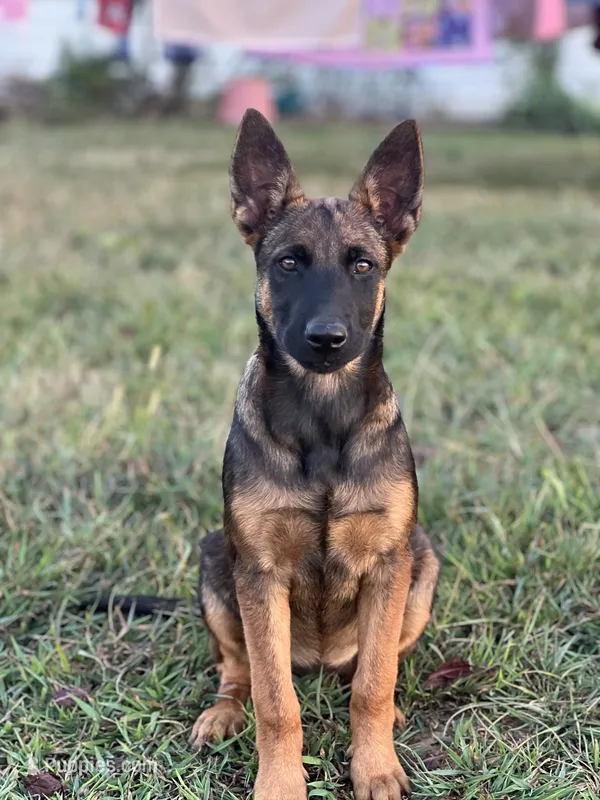 Sadie  Belgium Melinois