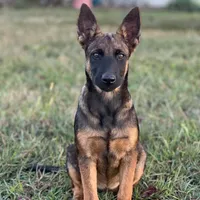 Sadie  Belgium Melinois, a female Australian Shepherd and Belgian Malinois for sale in Gretna, VA – Photo 1 of 10