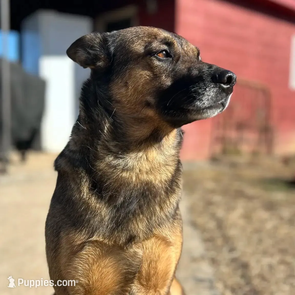 Sadie  Belgium Melinois, a female Australian Shepherd and Belgian Malinois for sale in Gretna, VA – Photo 4 of 10
