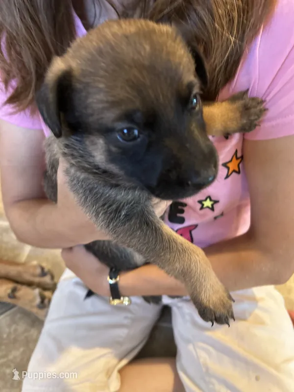 Sadie  Belgium Melinois