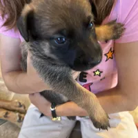 Sadie  Belgium Melinois, a female Australian Shepherd and Belgian Malinois for sale in Gretna, VA – Photo 2 of 10