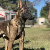 Sadie  Belgium Melinois, a female Australian Shepherd and Belgian Malinois for sale in Gretna, VA – Photo 6 of 10