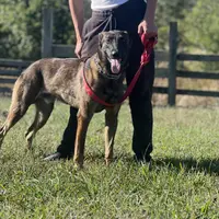 Sadie  Belgium Melinois, a female Australian Shepherd and Belgian Malinois for sale in Gretna, VA – Photo 7 of 10