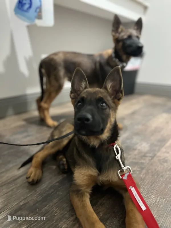 Sadie  Belgium Melinois – Australian Shepherd, Belgian Malinois puppy for sale in Gretna, VA