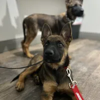 Sadie  Belgium Melinois, a female Australian Shepherd and Belgian Malinois for sale in Gretna, VA – Photo 3 of 10