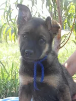 Roan, a male Australian Shepherd and Belgian Malinois for sale in Gretna, VA – 2 of 4