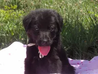 Maggie, a female Goldendoodle and Poodle - Standard  for sale in Gretna, VA – 3 of 5