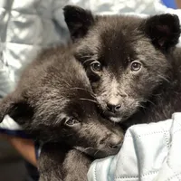 Aussie Bear 🐻 , a female Border Collie and German Shepherd Dog for sale in Gretna, VA – Photo 2 of 10