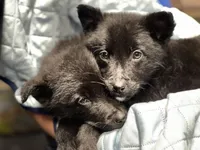 Aussie Bear 🐻 , a female Border Collie and German Shepherd Dog for sale in Gretna, VA – Photo 2 of 10