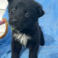 Aussie Bear 🐻 , a female Border Collie and German Shepherd Dog for sale in Gretna, VA – Photo 3 of 10