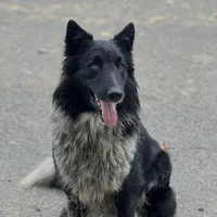 Aussie Bear 🐻 , a female Border Collie and German Shepherd Dog for sale in Gretna, VA – Photo 4 of 10