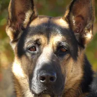 Aussie Bear 🐻 , a female Border Collie and German Shepherd Dog for sale in Gretna, VA – Photo 6 of 10