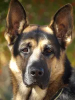 processed/e2c66d54-8930-40c3-b030-9d9e02d31601/listing/9ae813c8-0572-4d71-8f54-a0bbcf183ce9/4a2c0274-f06e-408d-880e-9d85ace9cbc0