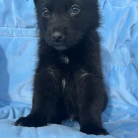 Aussie Bear 🐻 , a female Border Collie and German Shepherd Dog for sale in Gretna, VA – Photo 5 of 10