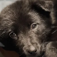 Aussie Bear 🐻 , a female Border Collie and German Shepherd Dog for sale in Gretna, VA – Photo 9 of 10