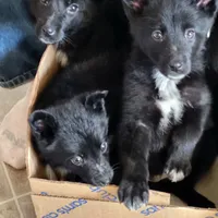 Aussie Bear 🐻 , a female Border Collie and German Shepherd Dog for sale in Gretna, VA – Photo 7 of 10