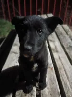 Aussie Bear 🐻 , a female Border Collie and German Shepherd Dog for sale in Gretna, VA – Photo 10 of 10