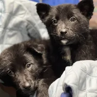 Aussie Bear 🐻 , a female Border Collie and German Shepherd Dog for sale in Gretna, VA – Photo 8 of 10