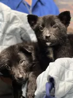 Aussie Bear 🐻 , a female Border Collie and German Shepherd Dog for sale in Gretna, VA – Photo 9 of 10