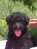 Maxwell, a male Goldendoodle and Poodle - Standard  for sale in Gretna, VA – 2 of 3
