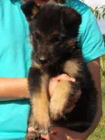Lucas, a male Border Collie and German Shepherd Dog for sale in Gretna, VA – 2 of 2