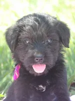 Maggie, a female Goldendoodle and Poodle - Standard  for sale in Gretna, VA – 4 of 5