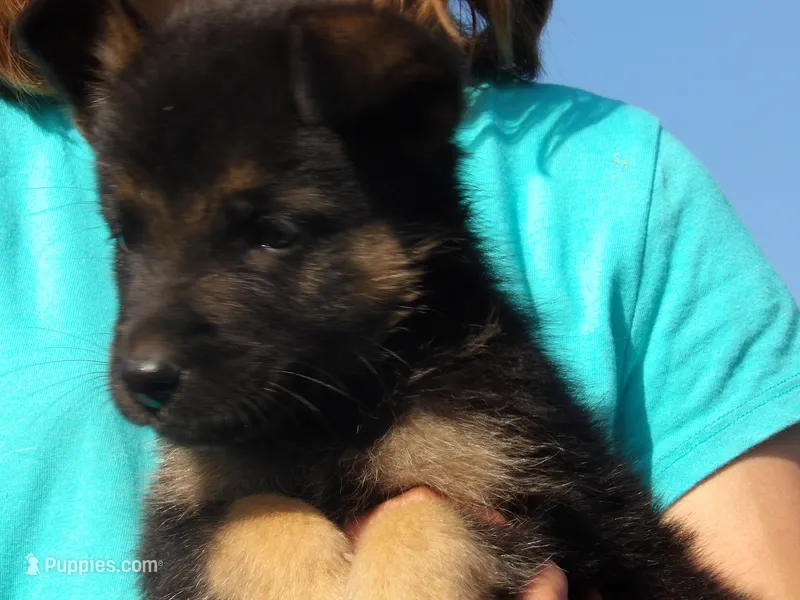 Lucas – Border Collie, German Shepherd Dog puppy for sale in Gretna, VA