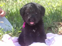 Maggie, a female Goldendoodle and Poodle - Standard  for sale in Gretna, VA – 2 of 5