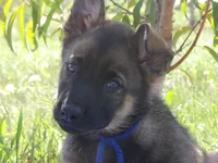 Roan, a male Australian Shepherd and Belgian Malinois for sale in Gretna, VA – 4 of 4