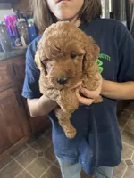 Pumkin, a female Miniature Goldendoodle for sale in Gretna, VA – 2 of 5