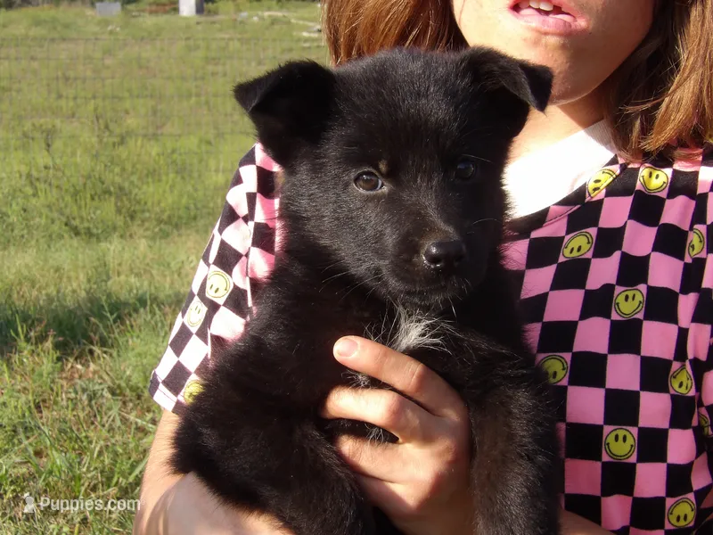 Aussie – Border Collie, German Shepherd Dog puppy for sale in Gretna, VA