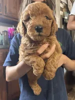 Pumkin, a female Miniature Goldendoodle for sale in Gretna, VA – 4 of 5