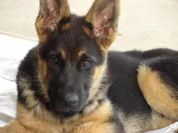  AKC registered Toby, a male German Shepherd Dog for sale in Gretna, VA – 4 of 10